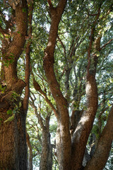 Tall trees in the forest