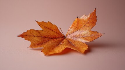 Fototapeta premium Two orange autumn leaves on a pink background.