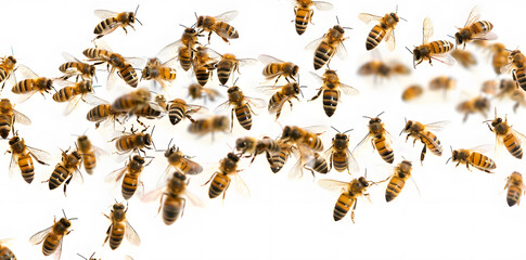 Fototapeta premium A swarm of bees flying in unison, captured in motion against a white background