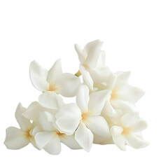 Fototapeta premium Elegant White Flowers Blooming Bouquet Soft Petals Pure Beauty Floral Design