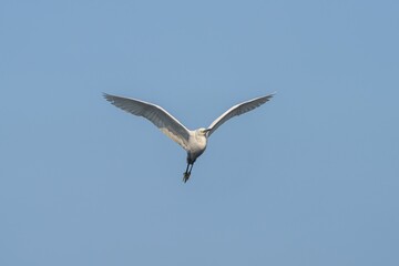 White bird soaring in clear sky.