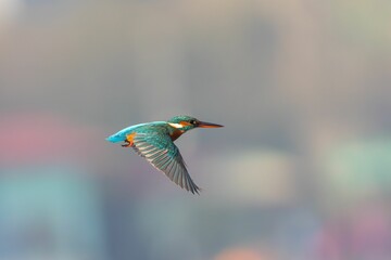 Kingfisher in Flight