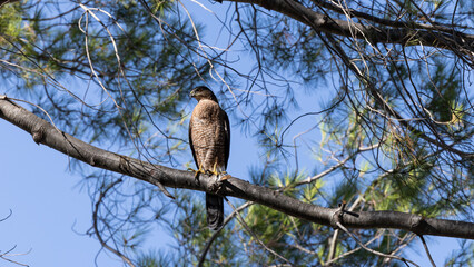 Cooper's Hawk, Menlo Park, California, 2024