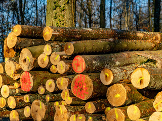 Markierte Baumstämme am Waldrand © focus finder