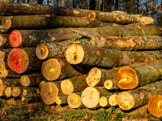 Markierte Baumstämme am Waldrand © focus finder