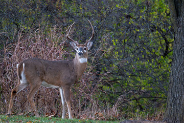Whitetailed deer buck in the woods