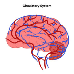 Circulatory human system head brain