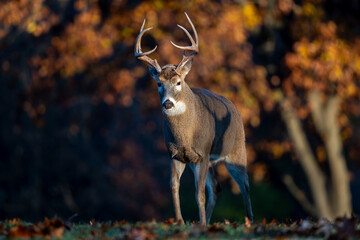 Whitetailed deer buck in the woods