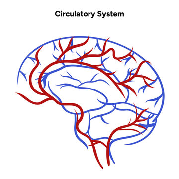 Circulatory human system head brain