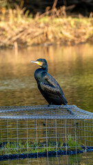 Cormorant Resting on a Cage in a Serene Golden Lake