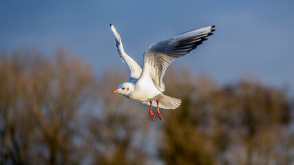 Graceful Black-Headed Gull in Flight Against a Soft Winter Sky