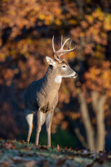 Whitetailed deer buck in the woods