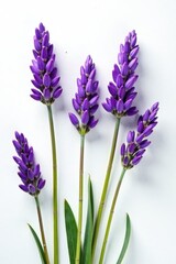 Fototapeta premium Vibrant lavender sprigs, individually displayed against a stark white backdrop , flowers, aromatherapy