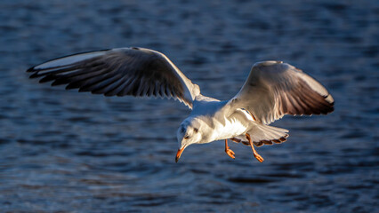Graceful Black-Headed Gull in Flight with Rippling Water Backdrop