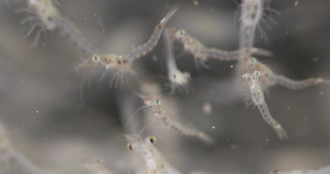 Colony crustacea mysida Mysis oculata close up, Mysidae family. Filter out small particles suspended in water. White sea