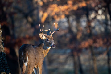 Whitetailed deer buck in the woods