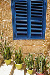 Plants underneath a window shutter