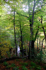 Naklejka premium Morning in the forest