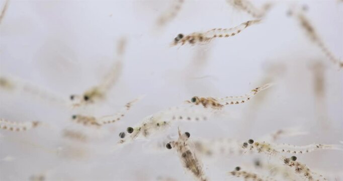Colony crustacea mysida Mysis oculata close up, Mysidae family. Filter out small particles suspended in water. White sea