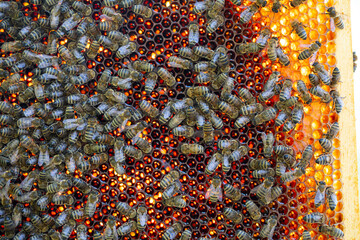 Bees gather nectar from various flowers to store it efficiently in their honeycomb structure