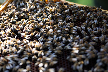 Busy bees buzzing around on a honeycomb frame in a natural and beautiful setting