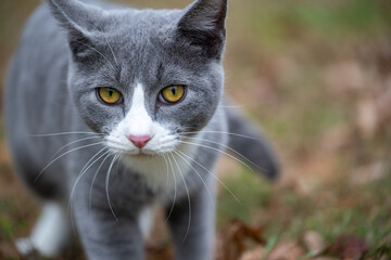 Portrait of gray and white cat