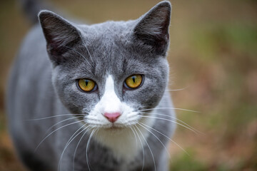 Portrait of gray and white cat