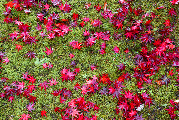 A vibrant mix of red, orange, and yellow Japanese maple leaves 