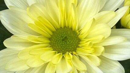 Yellow chrysanthemum flower close-up in natural light
