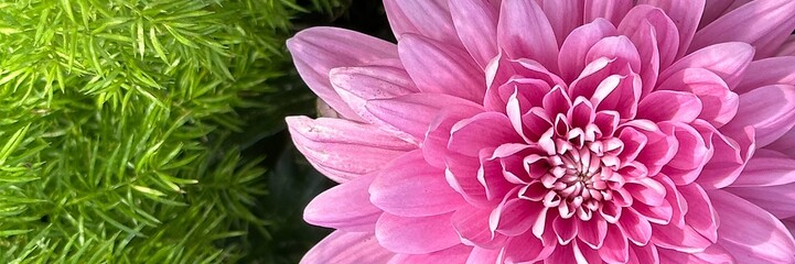 Fototapeta premium Pink chrysanthemum flower close-up background with copy space