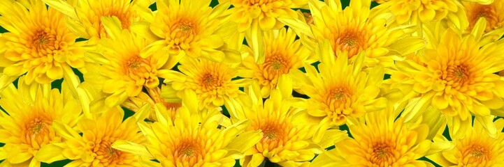 Fototapeta premium Yellow chrysanthemums top view flower background 