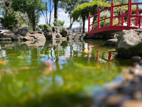 Lago de carpas e ponte japonesa