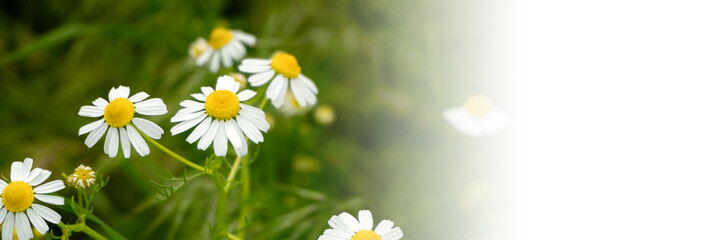 Obraz premium Chamomile flowers field in sun ligh. Web-banner with place for text