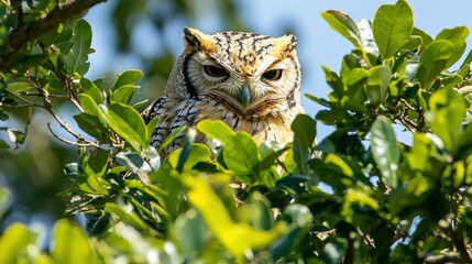 Obraz premium Owl perched in a leafy tree.