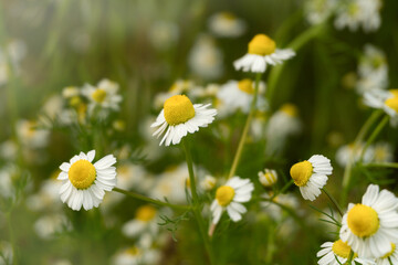 Chamomile flowers field in sun ligh.