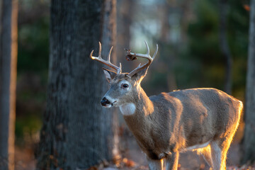 Whitetailed deer buck in the woods