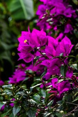 Fototapeta premium Huerta de Buganvilias en Exterior 