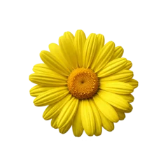 Fototapete Rund yellow gerber daisy © Saif Ul Haq