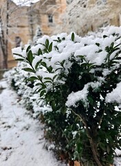 Fluffy white snow. Winter in the city. Bush in the snow - winter park landscape, snow covered branches of a white tree