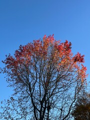 tree colorfully losing its leaves against blue sky