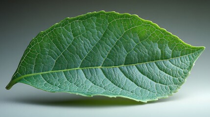 Obraz premium Close-up of a single, vibrant green leaf with detailed vein structure, isolated on a neutral background.