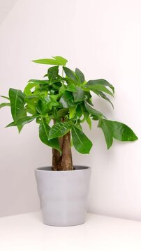 A Pachira aquatica plant growing in a grey pot standing on white dresser table in a room at home