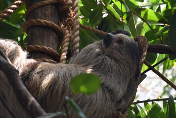 Fototapeta premium Lazy Neotropical Sloth Resting in a Tree