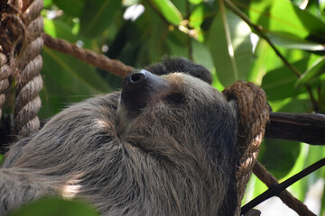 Fototapeta premium Looking into the Cute Face of a Sloth