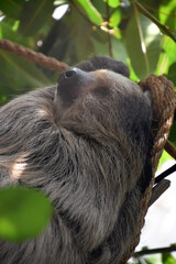 Profile of a Resting Sloth in a Forest
