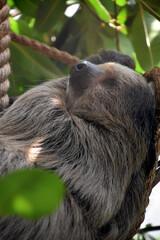 Fototapeta premium Neotropical Sloth Being Lazy in the Trees