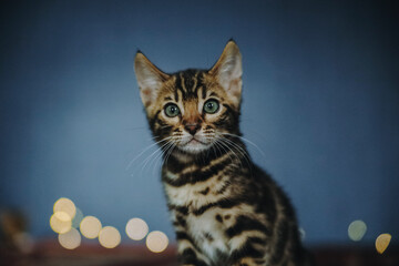 bengal kitten