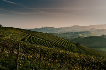 vineyards on the hills of the Piedmontese Langhe in autumn in the wine season