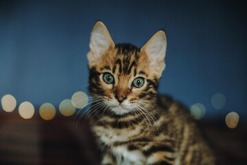 bengal kitten