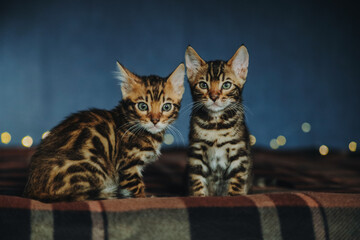 Obraz premium bengal kitten
